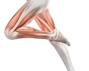 40代の膝の痛みと筋肉