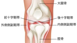 膝靭帯